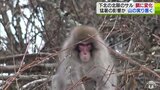本州最北端に生息の「北限のサル」　猛暑影響でえさに変化か　冬の生態調査開始|TBS NEWS DIG