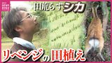 田荒らす「シカ」へ “リベンジ” の田植え　防護ネットに体当たり…隙間から侵入…　阻止するためなら山も切る！　土砂災害の被災地・復興の酒造り　「守り切ります」　広島|TBS NEWS DIG