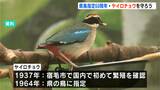 高知県の県鳥に指定から60周年「幻の鳥・ヤイロチョウ」保護への理解を深めるシンポジウム開催|TBS NEWS DIG