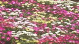 くじゅう花公園で「ネモフィラ」や「リビングストンデージー」咲き誇る 大分・竹田市 | 大分のニュース|OBS NEWS|大分放送