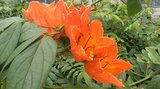 珍しい「カエンボク」の花が咲き始める 世界三大花木の一つ 大分・別府市 | 大分のニュース|OBS NEWS|大分放送