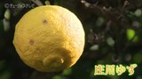 庄川ゆず 収穫最盛期だけど ゆずまつりを前に生産者は… 富山・砺波市 | 富山のニュース|天気・防災|チューリップテレビ