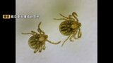 マダニによる感染症「SFTS」 愛媛県内で今年初の患者が確認 | 愛媛のニュース - Nスタえひめ|あいテレビは6チャンネル