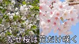 なぜ桜は『花だけ先に咲くのか？』葉桜が増え、桜を見上げてふと疑問…理由を専門家に聞いてみた|TBS NEWS DIG