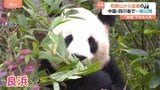 和歌山から返還のパンダを一般公開　活発な良浜は敷地内をぐるぐる… グッズも大人気！ 中国四川省・成都|TBS NEWS DIG