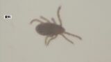 マダニに注意！　熊本県内で今年初の「日本紅斑熱」患者を確認　|　熊本のニュース｜RKK NEWS｜RKK熊本放送