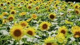 「元気がもらえますね」ヒマワリ、夏空に力強く “黄色のじゅうたん”に笑顔も広がる=静岡・沼津市 | 静岡のニュース | SBSNEWS | 静岡放送