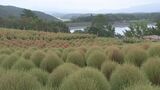 コキアの紅葉始まる 大分農業文化公園 | 大分のニュース|OBS NEWS|大分放送