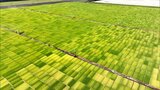 一面に広がる"緑のモザイク画" ドローンで撮影 その正体は・・・ | MRTニュース | MRT宮崎放送