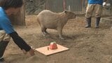 「安定した食べっぷり」カピバラの「スイカの早食い競争」全国5つの動物園が共同開催＝静岡・伊東市|TBS NEWS DIG