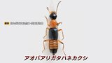 「塩酸や硫酸をかけられたよう・・・」ひどい皮膚炎を引き起こす「やけど虫」に注意 赤と黒が特徴の小さな虫 全国に広く分布 | 福岡のニュース|RKB NEWS|RKB毎日放送