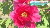 美しさの象徴『ぼたんの花園』120品種5000株 ゴールデンウィークの“今”が見頃 新潟県五泉市 | 新潟のニュース・天気|BSN NEWS|BSN新潟放送