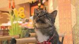感謝と別れを告げる“ねんねん猫供養祭”「老衰で…ありがとうの思いでいっぱいです」猫寺・雲林寺で　山口・萩|TBS NEWS DIG