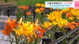 山里の街道彩る“ユリの花” 約5000株が咲き誇る 高知県四万十市西土佐 | 高知のニュース・天気|KUTV NEWS | KUTVテレビ高知