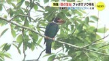 「森の宝石」ブッポウソウ守れ　広島･世羅町「青い鳥プロジェクト」とは|TBS NEWS DIG