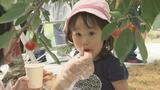 くだものシーズン到来 福島市の観光果樹園サクランボ狩り始まる | 福島のニュース│TUF