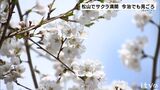 今治のダム公園でサクラ咲き誇る 家族連れら楽しむ 数日前には自衛隊ヘリが消火用水くみ上げる 松山で満開を観測 | 愛媛のニュース - Nスタえひめ|あいテレビは6チャンネル