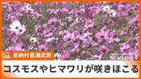 800坪に咲き誇るコスモスとヒマワリの花 喜瀬武原には多くの花見客|TBS NEWS DIG