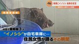 「“イノシシ”がパトカー乗り越え…」民家車庫に“約1.5mのイノシシ”が入ってきた 付近では3人が重軽傷 | 山形のニュース│TUYテレビユー山形