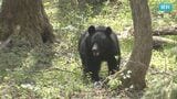 農業用ハウスから出てきた親子グマと鉢合わせに…78歳の女性がクマに襲われけが 長野 | SBC NEWS | 長野のニュース | SBC信越放送