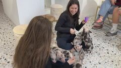 「子ブタに触れると喜びが湧いてくる」戦争で傷ついた人々の心を癒やす子ブタカフェ　ウクライナの首都キーウ　| TBS CROSS DIG with Bloomberg