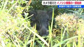 「車が行き来する中で、どこから?」大型商業施設近くの公園でイノシシの捕獲劇 住宅地でも目撃相次ぐ 新潟市|TBS NEWS DIG