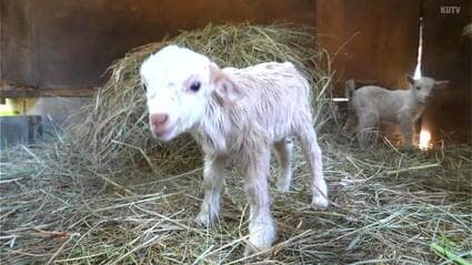 成長を一緒に喜んで」高知県四万十市“ヤギの家族”に赤ちゃんが ヤギが