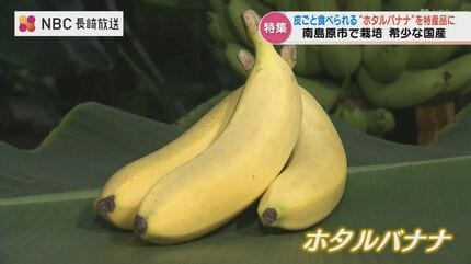 皮ごと食べられる高級バナナ「ホタルバナナ」 本業は建設業「湧水を