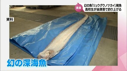 ペットボトルに入る大きさ 「幻の深海魚」リュウグウノツカイの稚魚