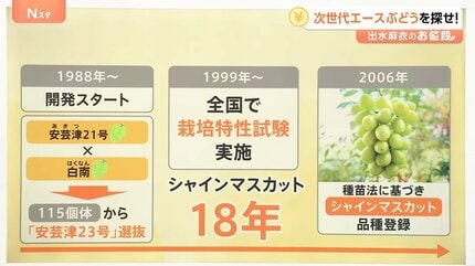 シャインマスカット　規制品種 シャインマスカットより甘い」ぶどうグランプリ2025大賞は2房7200円 次
