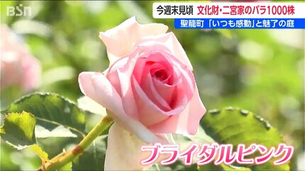 30年に渡って丹精込めた数百種 1000株以上を一般公開『二宮家バラ園