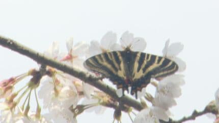絶滅危惧種の“ギフチョウ” 見ごろのミズバショウと春の共演 | 石川県の