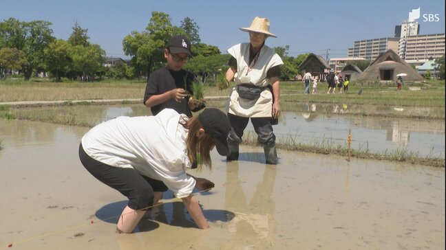 「泥がすごく気持ちいい」弥生時代の稲作を体験 登呂遺跡で古代米の田植え＝静岡市駿河区|TBS NEWS DIG