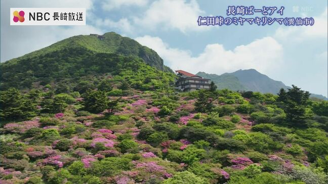 大火砕流惨事から間もなく34年　雲仙・普賢岳の仁田峠を彩るミヤマキリシマ【長崎ばーどアイ】|TBS NEWS DIG