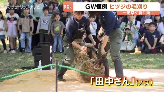 ヒツジの「田中さん」毛刈りでスッキリ　「毛がないときれい」　富山市ファミリーパークでＧＷ恒例イベント|TBS NEWS DIG