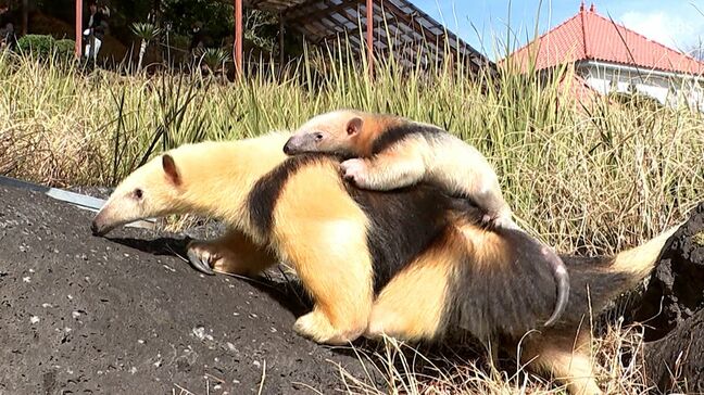「こんなにベロが長いとは思わなかった」静岡県伊東市の動物園で『ミナミコアリクイ』赤ちゃん誕生 母の背にしがみつき散歩する姿も|TBS NEWS DIG