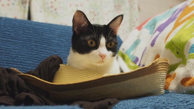 「ペットにはやっぱり食べ物をあげたい」ペットのうちかびで「魚と骨」を“あの世”に届けたい！|TBS NEWS DIG