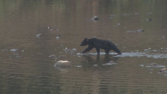 クマは“拳銃”では駆除できない…県警がプロジェクトチーム立ち上げ　警察官が“ライフル銃”使用可能に　福島|TBS NEWS DIG
