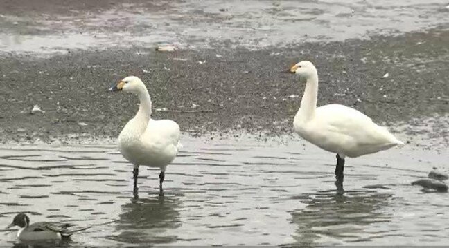 安曇野のハクチョウ　この3年で最も多い飛来数　日本海沿いが吹雪で荒れている影響か　長野|TBS NEWS DIG