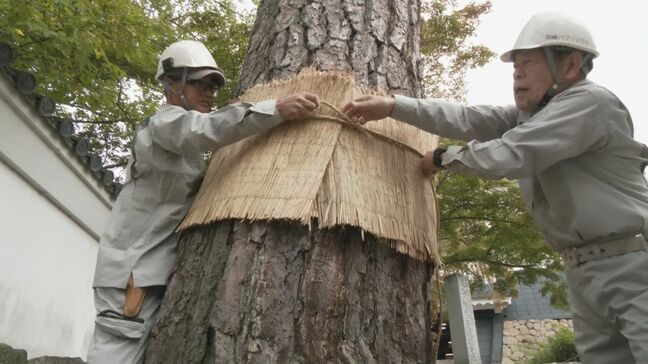 岡崎城公園の松125本に「こも」を巻く冬支度 マツの葉を食べ荒らす害虫"マツケムシ"誘いこんで駆除 愛知・岡崎市|TBS NEWS DIG