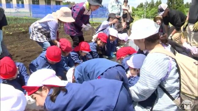 園児たちがサツマイモの苗の植え付けに挑戦！　「紅はるか」や「紅あずま」など3種類のサツマイモの苗93個「大きくなーれ！」|TBS NEWS DIG