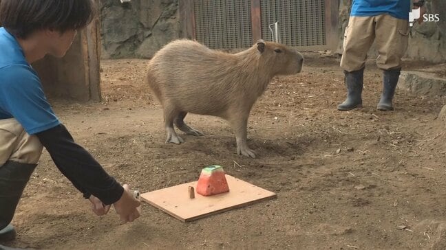 「安定した食べっぷり」カピバラの「スイカの早食い競争」全国5つの動物園が共同開催＝静岡・伊東市|TBS NEWS DIG