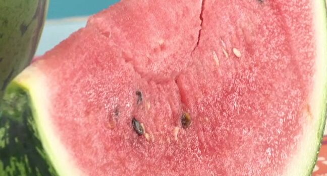 オンラインで自分が選んだスイカ収穫→翌日には自宅に!「金沢すいか」ブランド化へ若手生産者が奮闘|TBS NEWS DIG