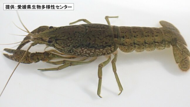 1匹しかいなくてもクローンで増殖 原産地不明のザリガニ 松山で続々見つかる 特定外来生物に指定【愛媛】|TBS NEWS DIG