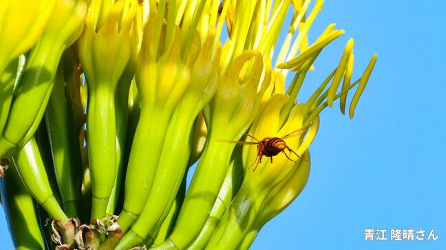 【数十年に一度しか咲かない珍しい花】リュウゼツラン2株が同時に開花　1969年に植樹【岡山・玉野市】|TBS NEWS DIG