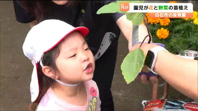 ホームセンターから“トマト”や“マリーゴールド”の苗プレゼント届く　保育園児が夏野菜と花を苗を植える　宮城・白石市|TBS NEWS DIG