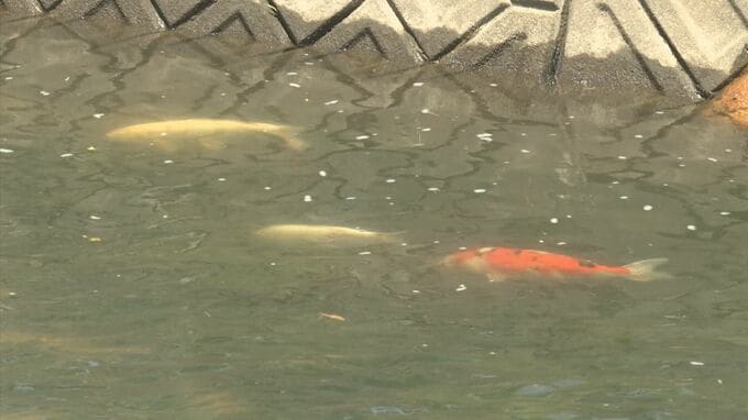 住宅街の川に「ニシキゴイ」、田んぼに「巨大ナマズ」　突然バシャバシャ群れて驚き　前日の大雨影響か　|　BSSニュース | BSS山陰放送