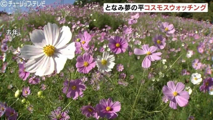 100万本のコスモス畑 夢の平でウォッチング 名物の庄川アユ塩焼きも登場 富山・砺波市　|　富山のニュース｜天気・防災｜チューリップテレビ