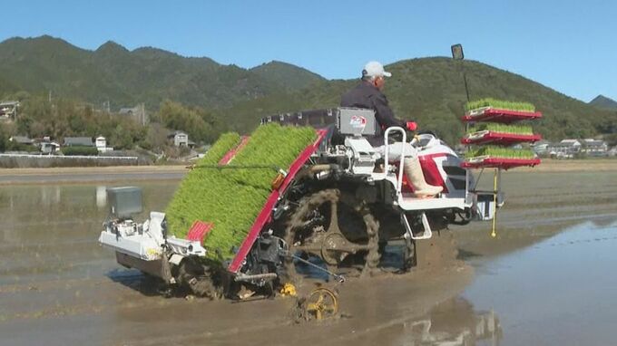 「早場米（はやばまい）」の田植え始まる　お盆前に出荷されお中元など贈答品として人気　三重・紀宝町|TBS NEWS DIG