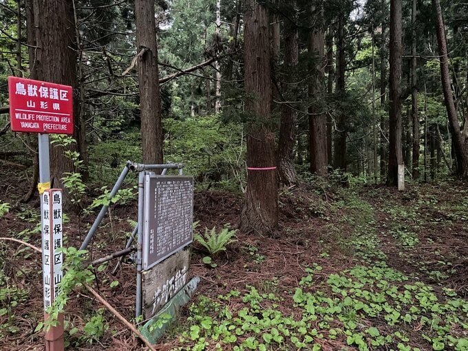 上山市で山菜採りの男性がクマに襲われ大ケガ　背後から突然襲われる（山形・上山署）|TBS NEWS DIG